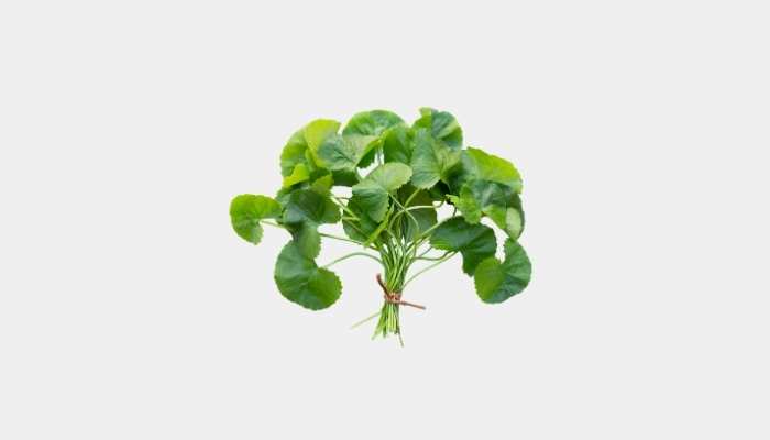 Asiatic Pennywort