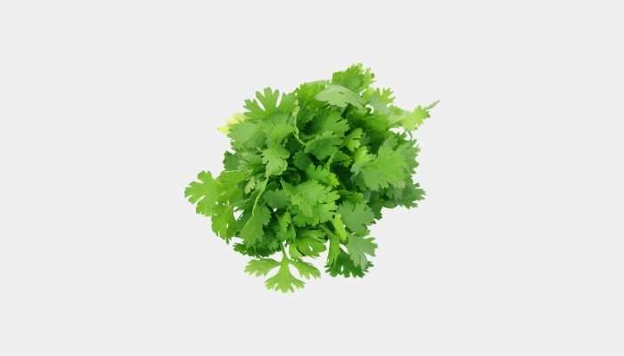 Coriander Leaves