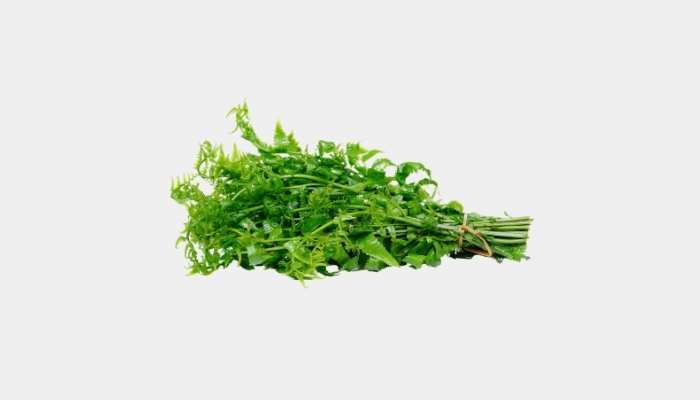 Edible fern