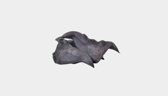 Water Caltrop