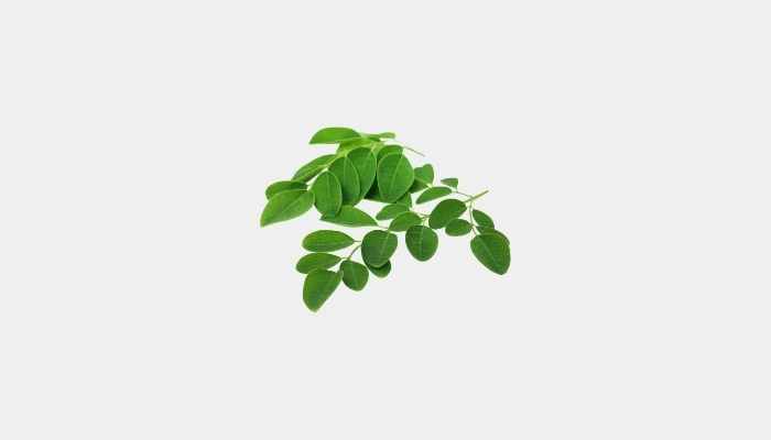 Moringa Leaves