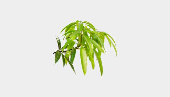 Mango Leaves