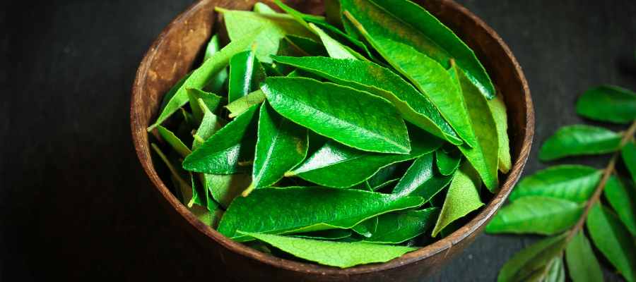 Neem: The Green Treasure of Wellness